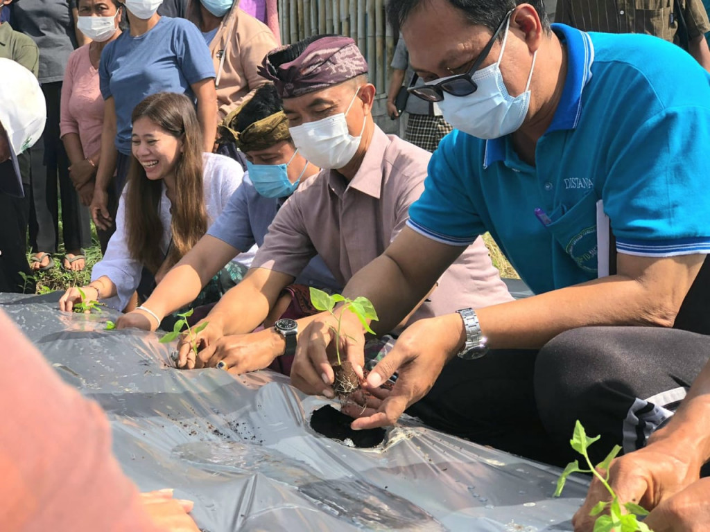 Badung Luncurkan Gerakan Tanam Cabai